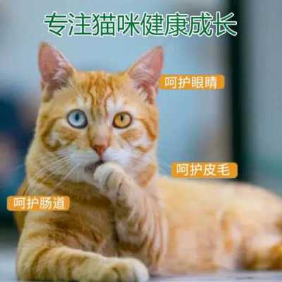 猫猫吃了猫粮,感觉吸收不了营养怎么办,孕期营养不足对胎儿的影响 第2张 猫猫吃了猫粮,感觉吸收不了营养怎么办,孕期营养不足对胎儿的影响 第2张