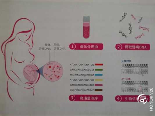 孕期基因筛查(孕期基因筛查有必要吗) 第3张 孕期基因筛查(孕期基因筛查有必要吗) 第3张