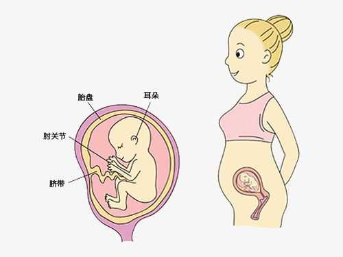 胎儿漫画图(胎儿漫画图片大全可爱) 第3张 胎儿漫画图(胎儿漫画图片大全可爱) 第3张