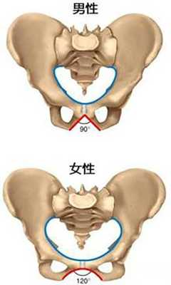 胎儿什么时候入骨盆,胎儿盆骨如何看男女 第2张 胎儿什么时候入骨盆,胎儿盆骨如何看男女 第2张