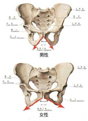 胎儿什么时候入骨盆,胎儿盆骨如何看男女 第1张 胎儿什么时候入骨盆,胎儿盆骨如何看男女 第1张