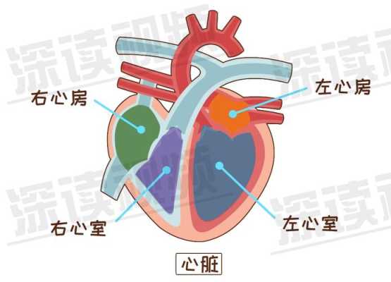 左心房增大严重吗,胎儿左心房偏大是什么原因 第3张 左心房增大严重吗,胎儿左心房偏大是什么原因 第3张