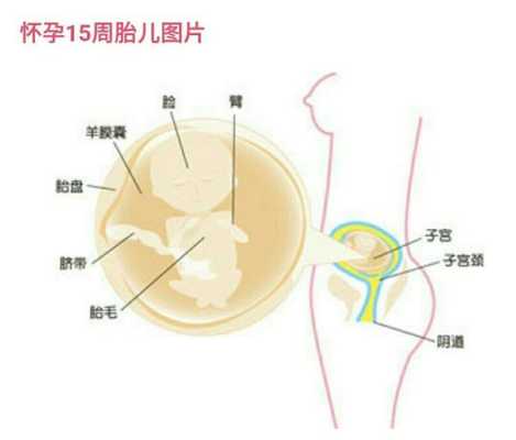 15周胎儿位置（孕15周胎心位置）  第1张