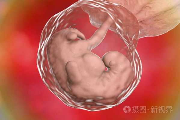 四周胎儿图(胎儿偏小四周怎么办) 第1张 四周胎儿图(胎儿偏小四周怎么办) 第1张