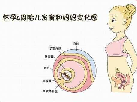 四周胎儿图(胎儿偏小四周怎么办) 第3张 四周胎儿图(胎儿偏小四周怎么办) 第3张