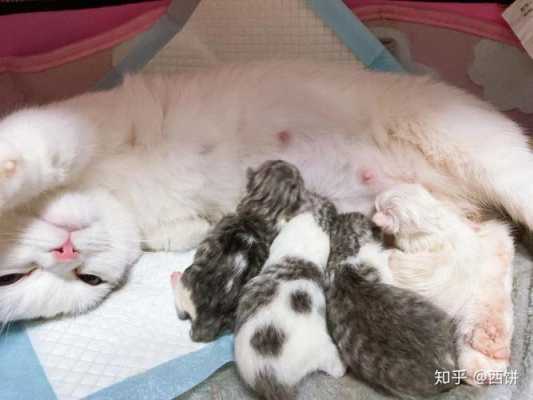 猫的受孕期(猫为什么喜欢粘着孕妇) 第3张 猫的受孕期(猫为什么喜欢粘着孕妇) 第3张
