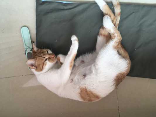 猫的受孕期(猫为什么喜欢粘着孕妇) 第2张 猫的受孕期(猫为什么喜欢粘着孕妇) 第2张