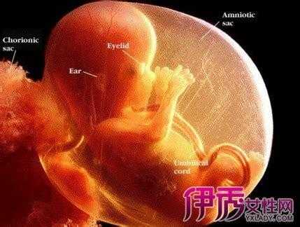 孕五个半月胎儿图(孕五个半月胎儿图片) 第3张 孕五个半月胎儿图(孕五个半月胎儿图片) 第3张