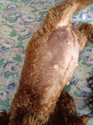 孕期贵宾犬(贵宾犬孕期多长时间) 第1张 孕期贵宾犬(贵宾犬孕期多长时间) 第1张