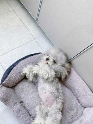 孕期贵宾犬(贵宾犬孕期多长时间) 第3张 孕期贵宾犬(贵宾犬孕期多长时间) 第3张