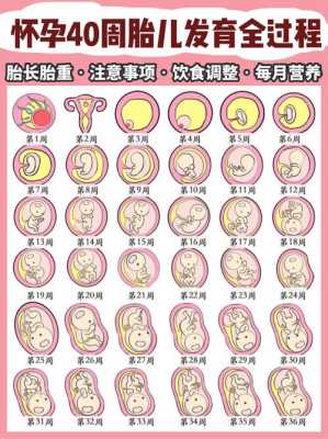 胎儿肾发育不良的原因分析(胎儿肾发育不良的原因分析图) 第2张 胎儿肾发育不良的原因分析(胎儿肾发育不良的原因分析图) 第2张