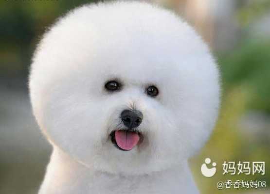备孕期间梦见狗（备孕期间梦见狗是胎梦吗）  第1张
