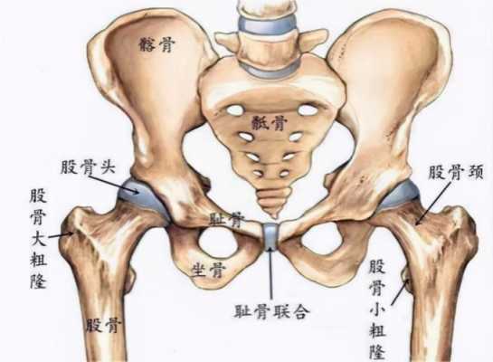 股骨是胎儿的哪个部位,胎儿股骨发育小于孕周 第1张 股骨是胎儿的哪个部位,胎儿股骨发育小于孕周 第1张