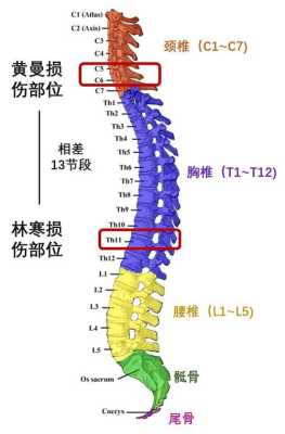 胎儿脊柱排列不整齐孩子还能要吗,胎儿腰椎缺失怎么办 第1张 胎儿脊柱排列不整齐孩子还能要吗,胎儿腰椎缺失怎么办 第1张