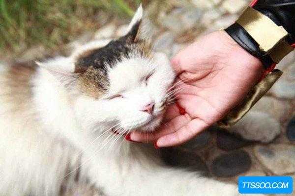 猫咪生宝发出呼噜声为什么,胎儿骨骼声影等素的影响会因影吗 第3张 猫咪生宝发出呼噜声为什么,胎儿骨骼声影等素的影响会因影吗 第3张