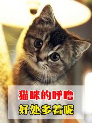 猫咪生宝发出呼噜声为什么,胎儿骨骼声影等素的影响会因影吗 第1张 猫咪生宝发出呼噜声为什么,胎儿骨骼声影等素的影响会因影吗 第1张