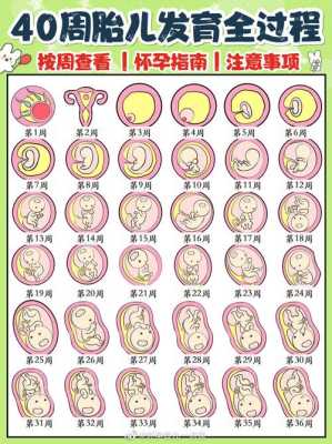 宝宝坐着转圈圈说明什么,胎儿坐着图片 第1张 宝宝坐着转圈圈说明什么,胎儿坐着图片 第1张