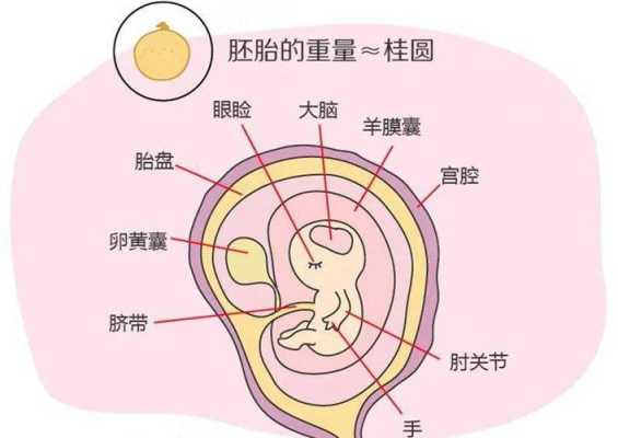 胎儿心脏位置(胎儿心脏位置不好怎么活动) 第2张 胎儿心脏位置(胎儿心脏位置不好怎么活动) 第2张