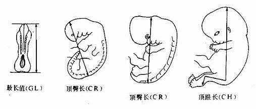 宝宝多大可以靠坐,胎儿坐高是什么意思  第1张