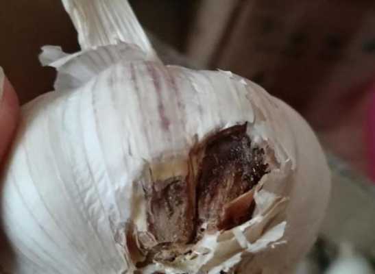 大蒜的叶子叫什么,胎儿脑叶发育欠佳 第2张 大蒜的叶子叫什么,胎儿脑叶发育欠佳 第2张