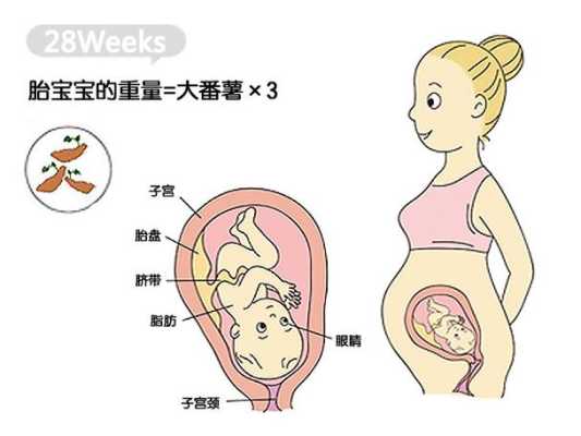 28周的宝宝在肚子哪个位置,28周胎儿位置低怎么办 第3张 28周的宝宝在肚子哪个位置,28周胎儿位置低怎么办 第3张