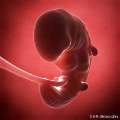 5周大胎儿(5周大胎儿有多大) 第2张 5周大胎儿(5周大胎儿有多大) 第2张