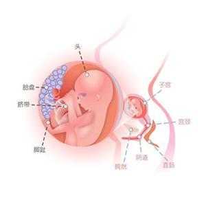 16周胎儿的位置(孕16周胎儿发育情况是什么) 第2张 16周胎儿的位置(孕16周胎儿发育情况是什么) 第2张