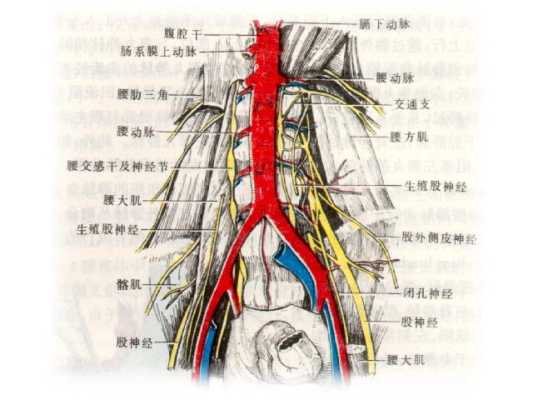 胎儿脐动脉有几条(胎儿脐动脉有几条血管) 第1张 胎儿脐动脉有几条(胎儿脐动脉有几条血管) 第1张