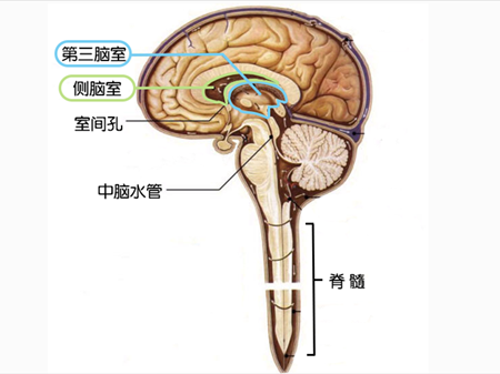 如何让胎儿吸收脑积液(如何让胎儿吸收脑积液怎么饮食) 第1张 如何让胎儿吸收脑积液(如何让胎儿吸收脑积液怎么饮食) 第1张