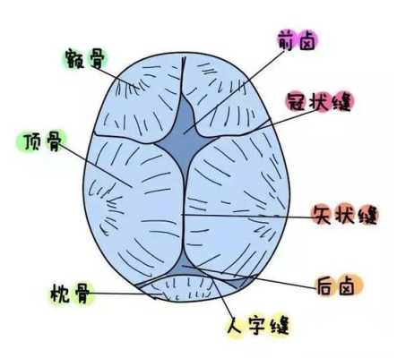 胎儿颅骨是什么意思(婴儿头上的信子是什么) 第2张 胎儿颅骨是什么意思(婴儿头上的信子是什么) 第2张