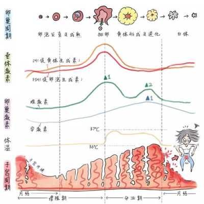 怀孕期间雌激素会高吗(为什么怀孕后乳房会变大,原理是什么) 第1张 怀孕期间雌激素会高吗(为什么怀孕后乳房会变大,原理是什么) 第1张