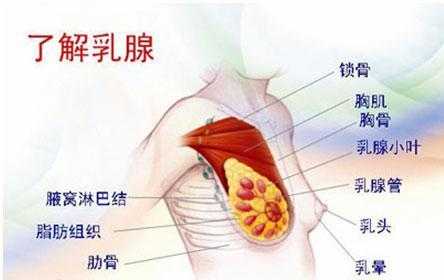 怀孕期间雌激素会高吗(为什么怀孕后乳房会变大,原理是什么) 第2张 怀孕期间雌激素会高吗(为什么怀孕后乳房会变大,原理是什么) 第2张