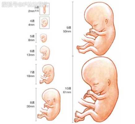 孕三月胎儿图(婴儿三月指的是多少天) 第2张 孕三月胎儿图(婴儿三月指的是多少天) 第2张