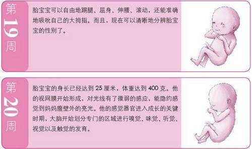 五月龄的宝宝训练什么,孕五月胎儿动的厉害 第2张 五月龄的宝宝训练什么,孕五月胎儿动的厉害 第2张