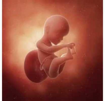 怀孕25周胎儿发育标准(怀孕25周胎儿发育标准 图片) 第2张 怀孕25周胎儿发育标准(怀孕25周胎儿发育标准 图片) 第2张
