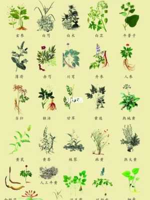 哪些中药对胎儿有影响(哪些中药对胎儿有影响) 第2张 哪些中药对胎儿有影响(哪些中药对胎儿有影响) 第2张