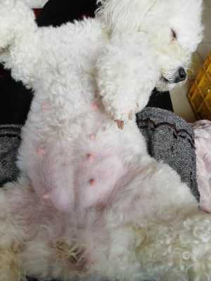 比熊犬孕期(比熊犬孕期多长时间) 第3张 比熊犬孕期(比熊犬孕期多长时间) 第3张