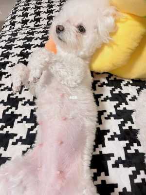 比熊犬孕期(比熊犬孕期多长时间) 第2张 比熊犬孕期(比熊犬孕期多长时间) 第2张