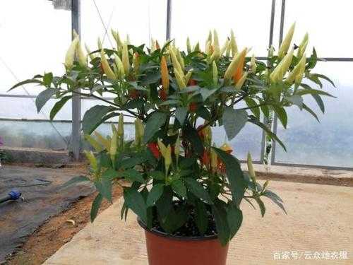 盆栽辣椒怎么养,孕妇闻花露水胎儿畸形会怎么样 第1张 盆栽辣椒怎么养,孕妇闻花露水胎儿畸形会怎么样 第1张