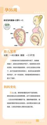 胎儿35周发育标准尺寸是多少,31周的胎儿能存活吗? 第2张 胎儿35周发育标准尺寸是多少,31周的胎儿能存活吗? 第2张