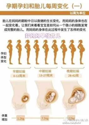 孕期胎儿不动（孕期胎儿不动了怎么回事）  第2张