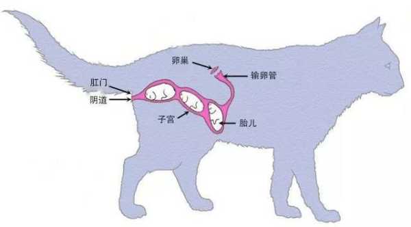 猫胎儿发育(猫胎儿发育过程图) 第3张 猫胎儿发育(猫胎儿发育过程图) 第3张