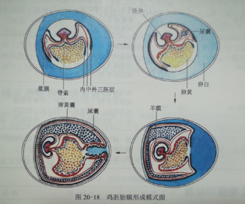 猫胎儿发育(猫胎儿发育过程图) 第1张 猫胎儿发育(猫胎儿发育过程图) 第1张