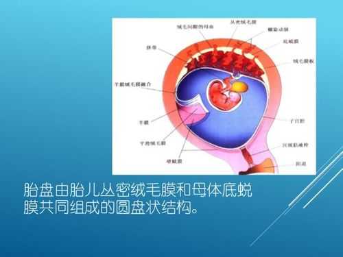 胎盘有什么作用呢?生完孩子要留着吗,胎盘胎儿部分由什么构成 第2张 胎盘有什么作用呢?生完孩子要留着吗,胎盘胎儿部分由什么构成 第2张