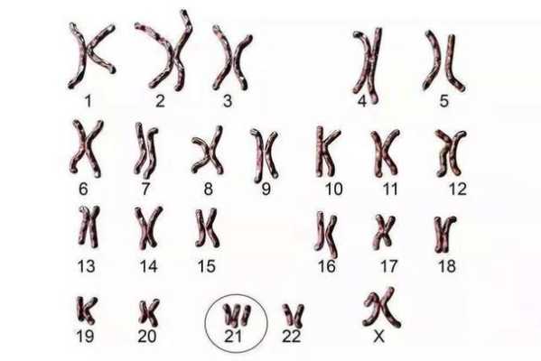 胎儿大小估计（12周胎儿大小）  第3张