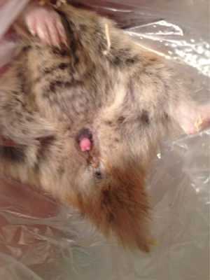 小猫生出来肠子在外面怎么办,胎儿肠外翻图片  第2张