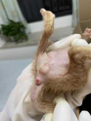 小猫生出来肠子在外面怎么办,胎儿肠外翻图片  第3张