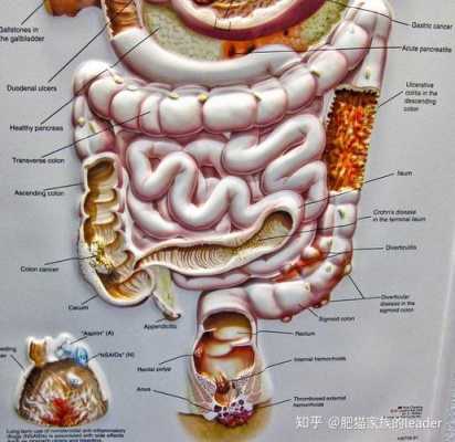 胎儿肠型(胎儿肠型是什么意思) 第2张 胎儿肠型(胎儿肠型是什么意思) 第2张