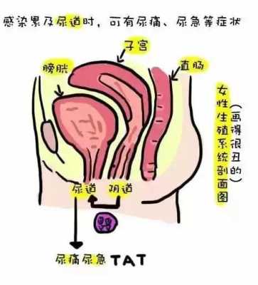 孕期阴部肿胀(怀孕中期外阴肿是怎么回事) 第2张 孕期阴部肿胀(怀孕中期外阴肿是怎么回事) 第2张