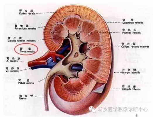 胎儿右肾窦分离(胎儿右肾窦分离是什么意思) 第1张 胎儿右肾窦分离(胎儿右肾窦分离是什么意思) 第1张